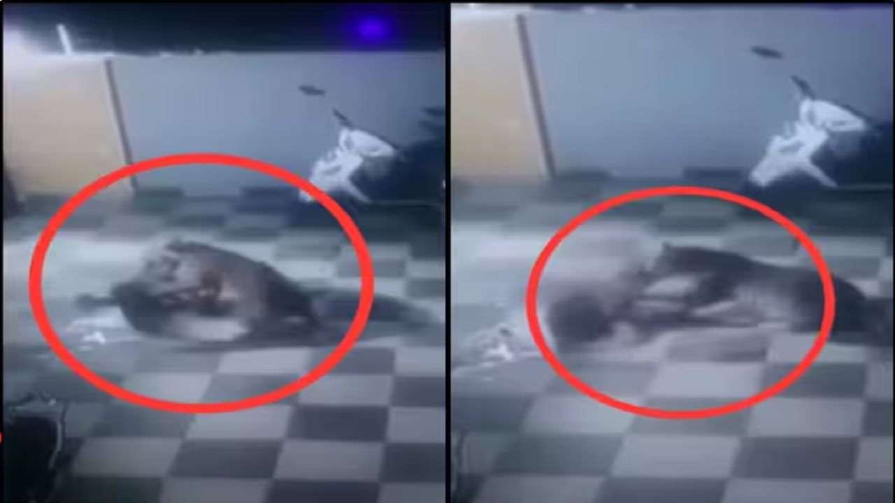 बिबट्याने घरात घुसून कुत्र्यावर केला हल्ला, दोघांमधला संघर्ष व्हिडीओत कैद, मग... बिबट्याने घरात घुसून कुत्र्यावर केला हल्ला, दोघांमधला संघर्ष व्हिडीओत कैद, मग...