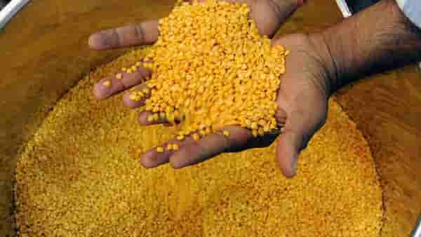 Import Duty on Pulses : होळीपूर्वीच मोठी खुशखबरी! या डाळी होतील स्वस्त, आयात शुल्क संपले