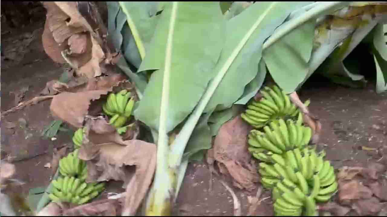 पीकांची नासधूस करणारी टोळी या जिल्ह्यात सक्रीय, संपूर्ण केळीची बाग कापून रस्त्यावर फेकली