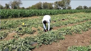 आधी नोंदणीसाठी मारामारी, नंतर ऑनलाईनचा गोंधळ; हरभऱ्याची खरेदी केव्हापासून?