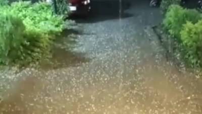 Unseasonal Rain : अवकाळी पावसाने नंदुरबार जिल्ह्याला झोडपले, महसूल विभागातील कर्मचारी संपावर, शेतकरी म्हणतात...