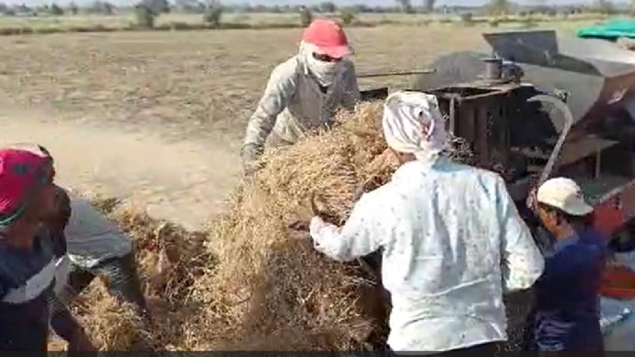 आधी नोंदणीसाठी मारामारी, नंतर ऑनलाईनचा गोंधळ; हरभऱ्याची खरेदी केव्हापासून? आधी नोंदणीसाठी मारामारी, नंतर ऑनलाईनचा गोंधळ; हरभऱ्याची खरेदी केव्हापासून?