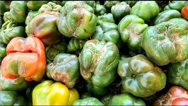Agriculture News : सिमला मिरची उत्पादक या रोगाच्या प्रादुर्भावामुळे अडचणीत, 70 टक्के उत्पादनात घट होणार