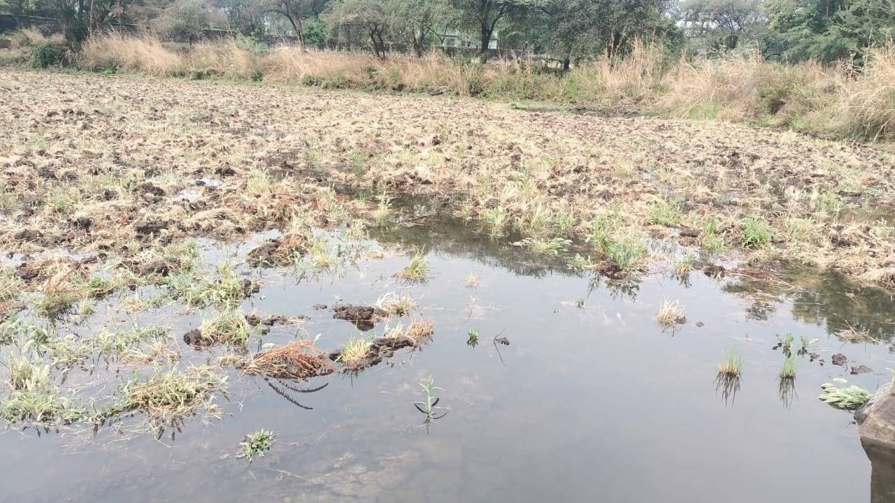 इगतपुरी तालुक्यासर परिसरात जोरदार अवकाळी पाऊस झाला, पावसाबरोबरच वादळीवाऱ्यामुळे प्रचंड नुकसान झाले आहे. तर प्रचंड पाऊस लागल्याने आता शेती शिवारात पाणी साठून राहिल्याने शेतकरी अडचणीत सापडला आहे.  