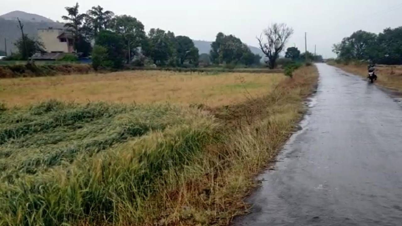 शेतातील उभी पीकं वादळी वाऱ्यामुळे आणि अवकाळी पावसामुळे भूईसपाट झाल्यामुळे शेतकऱ्यांची पिकावर पाणी सोडण्याची वेळ आली आहे. गहू पीक कापणीला आला असताना भूईसपाट झाल्याने त्यातील पीक आता शेतकऱ्यांच्या हातात किती मिळणार असा सवाल केला जात आहे. 