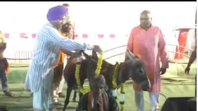 गाढव बनले प्रमुख पाहुणे, महामूर्ख कविसंमेलनात राज्यातील नामवंत कवींचा सहभाग, कुठे रंगला कार्यक्रम?