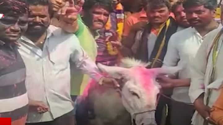 'या' गावची अनोखी प्रथा, धुलिवंदनला जावयाची गाढवावरून जंगी मिरवणूक, बघा व्हिडीओ 'या' गावची अनोखी प्रथा, धुलिवंदनला जावयाची गाढवावरून जंगी मिरवणूक, बघा व्हिडीओ