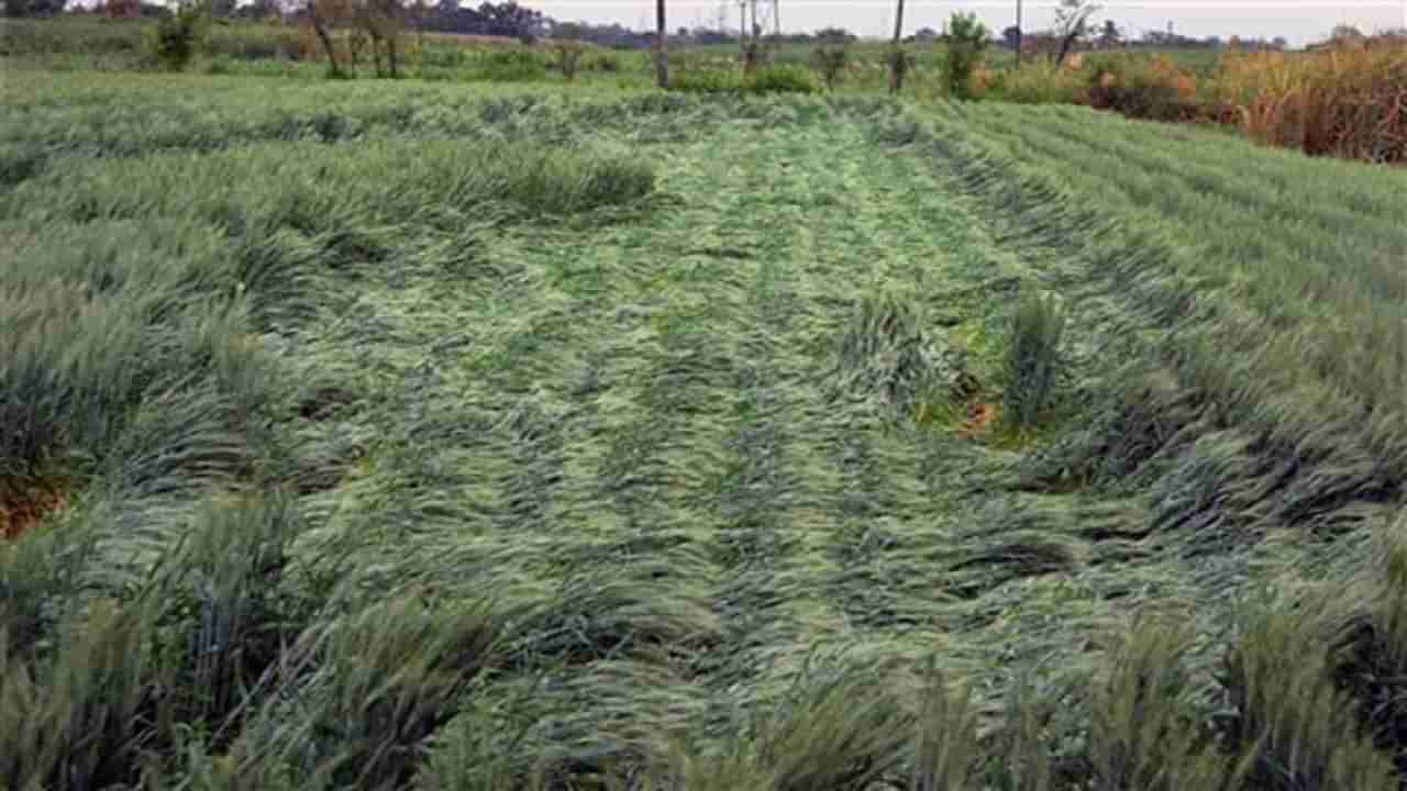 सलग तिसऱ्या दिवशीही बळीराजाला फटका, उत्तर महाराष्ट्रातील या ठिकाणी गारांचा पाऊस