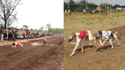 चर्चा तर होणारच! करमळ्यात पहिल्यांदाच झाली भन्नाट स्पर्धा, ही स्पर्धा पाहून तुम्हालाही आश्चर्य वाटेल...