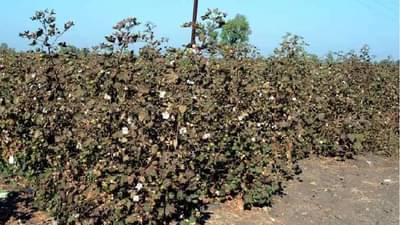 कापूस कोंडी फुटणार तरी कधी; शेतकऱ्यांच्या पांढऱ्या सोन्याची ही काळी बाजू...