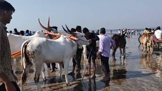 शेतकरी उद्ध्वस्त झाला, सरकार भांग ढोसून पडले!; सामनातून शिंदे-फडणवीसांवर शाब्दिक हल्ला