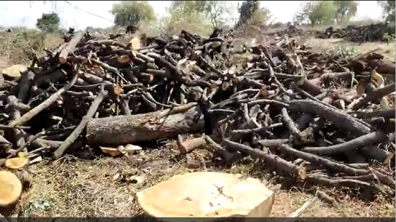 मात्र याठिकाणी मोठमोठी झाडे तोडली जात आहेत, वनविभागाचे अधिकारी अवैध वृक्षांची कत्तल करणाऱ्यांवर कारवाई करणार का , हे पाहणे आता गरजेचे आहे.