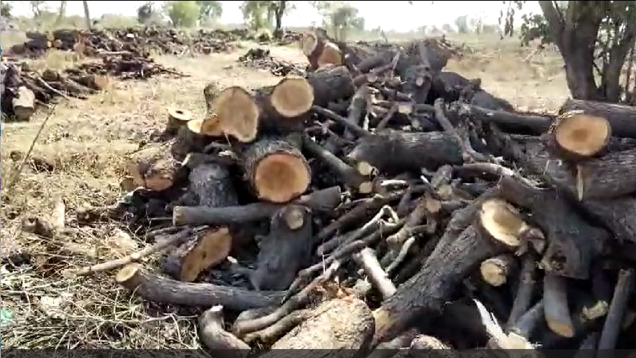 अनेकवेळा वनविभागाचे अधिकारी या रस्त्याने ये-जा करत असतात , मात्र या अवैध वृक्षांची कत्तल केलेल्या लाकडांवर कारवाई का करत नाही, असा प्रश्न निर्माण होतो