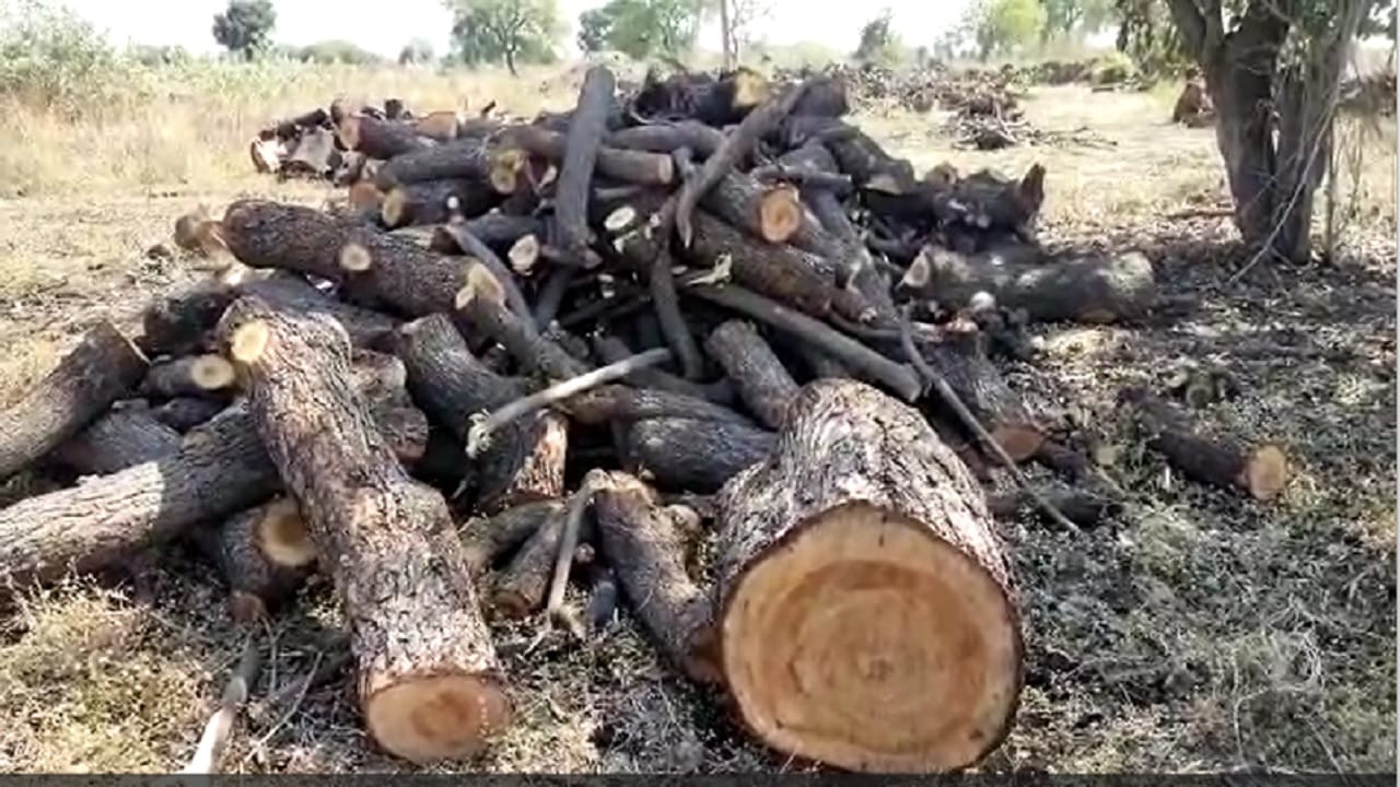 नांदुरा ते बुलढाणा या रोडवर रस्त्याच्या बाजूलाच झाडांची अवैध कत्तल करून ठिकठिकाणी  लाकडांचे ढीगार पडलेले आहेत 