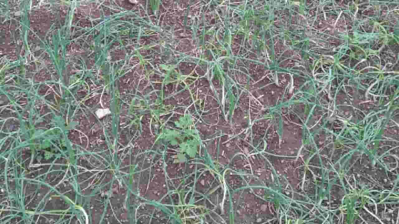 36 Jilhe 50 Batmya : नाशकात होणार नुकसानीचे पंचनामे; भरघोस मदतीची अपेक्षा