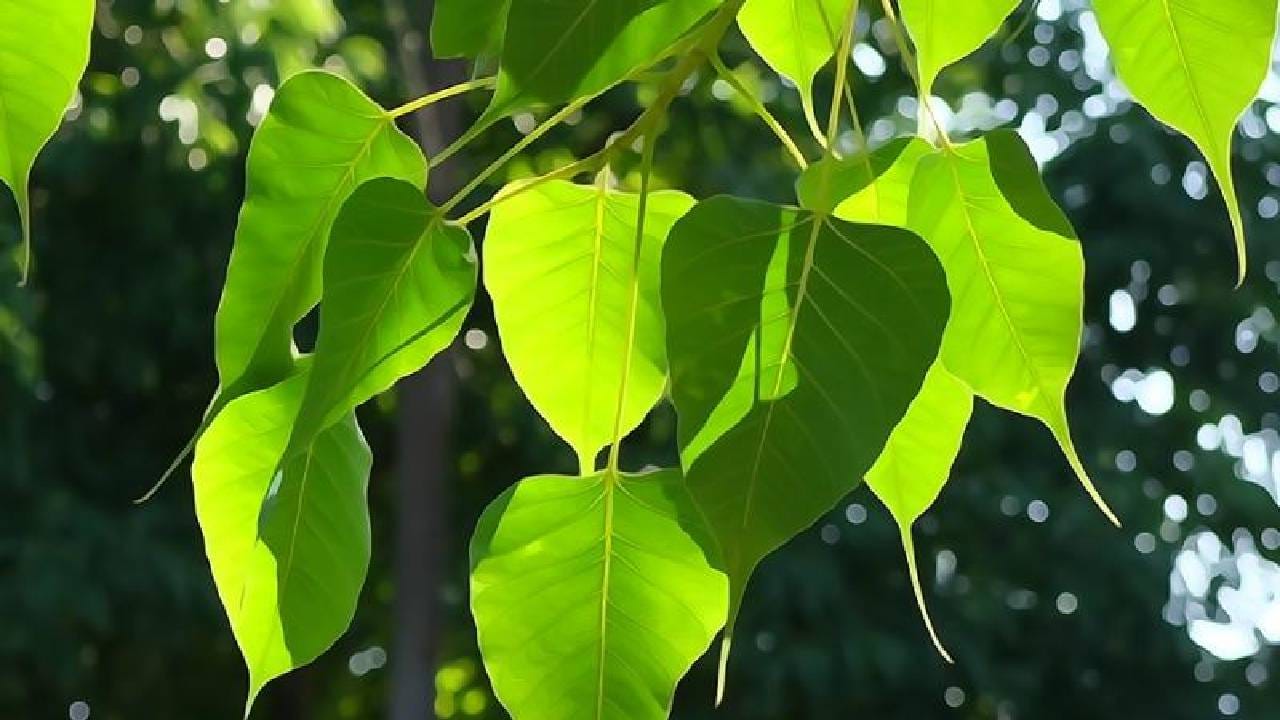हिंदू धर्मात का केली जाते पिंपळाच्या झाडाची पुजा? यामुळे कोणते लाभ