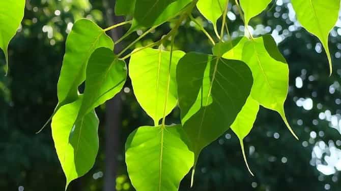 हिंदू धर्मात का केली जाते पिंपळाच्या झाडाची पुजा? यामुळे कोणते लाभ मिळतात?