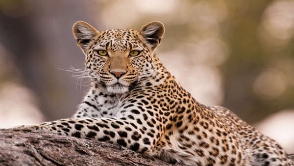Leopard Attack : बिबट्याचा संपुर्ण कुटुंबियावर हल्ला, पत्नीच्या धाडसामुळे पती आणि मुलीचे बचावले, पण...