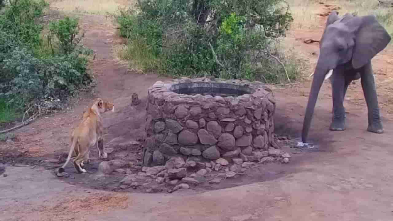 महाकाय हत्ती आणि जंगलाचा राजा सिंह! भांडणात कोण जिंकलं असेल?