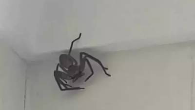 जॉब पोस्ट वायरल! कोळी पकडण्यासाठी 4 हजार, पुढे काय झालं ते तर वाचाच!