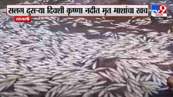 सांगलीतील मासे मृत्यू प्रकरणी सांगली प्रदूषण महामंडळाने उगारला कारवाईचा बडगा, पाहा…