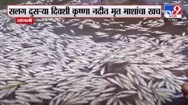 सांगलीतील मासे मृत्यू प्रकरणी सांगली प्रदूषण महामंडळाने उगारला कारवाईचा बडगा, पाहा... सांगलीतील मासे मृत्यू प्रकरणी सांगली प्रदूषण महामंडळाने उगारला कारवाईचा बडगा, पाहा...