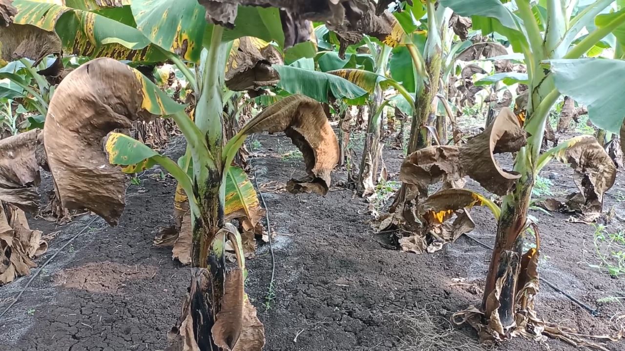 खानदेशातील महत्त्वाचा मानल्या जाणाऱ्या केळी उत्पादक शेतकरी संकटात सापडत आहे.
