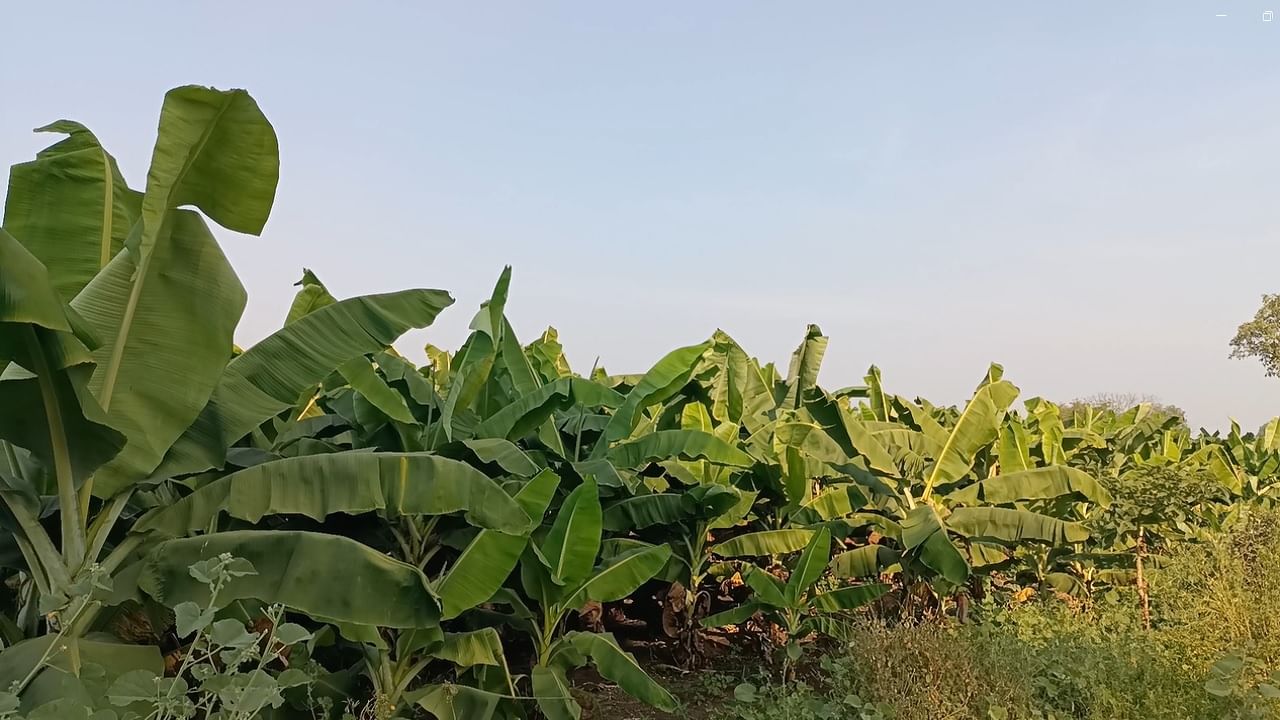  अवकाळी पाऊस नैसर्गिक आपत्ती अशा अनेक नुकसानामुळे शेतकरी हतबल झाला आहे.