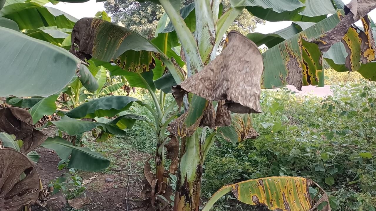 केळीच्या पीकावर रोगाचा प्रादुर्भाव झाल्यामुळे शेतकरीवर्ग चिंतेत आहे. 