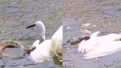 साप आणि पक्ष्याची झटापट, कधीही न पाहिलेला व्हिडीओ