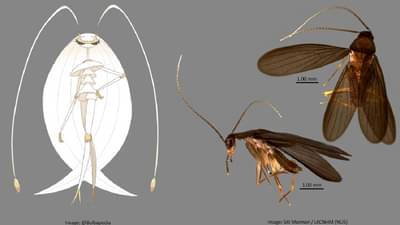 झुरळांची नवी प्रजाती, नाव ठेवलं पोकेमॉन! असं नाव ठेवण्यामागे कारण काय?