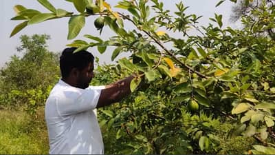 Agriculture News : कृषी सहाय्यकाच्या हलगर्जीपणामुळे शेतकऱ्याचे चार लाख रुपयांचे नुकसान