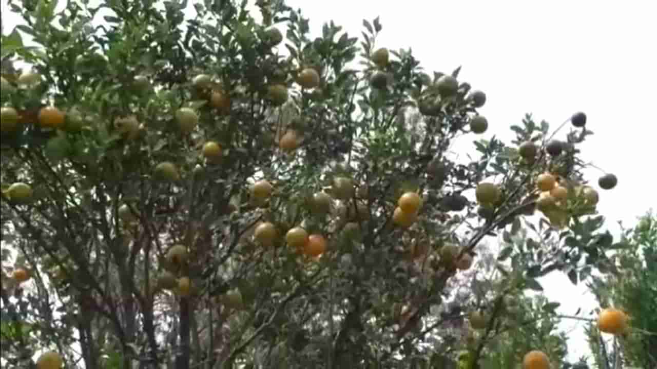 Agriculture News : संत्रा बागांवर लाल्याचा प्रादुर्भाव, फळं काळी पडल्यानं शेतकऱ्यांचं मोठं नुकसान