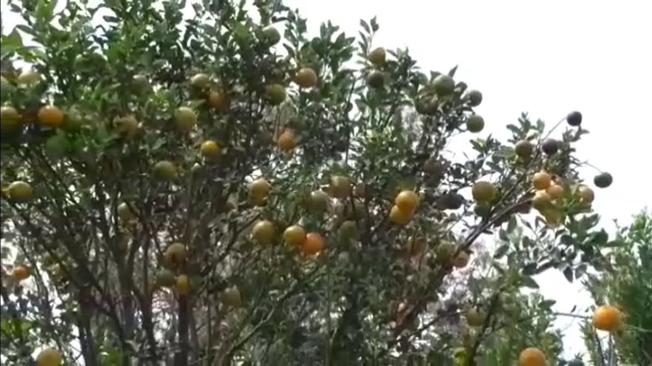 Agriculture News : संत्रा बागांवर 'लाल्या'चा प्रादुर्भाव, फळं काळी पडल्यानं शेतकऱ्यांचं मोठं नुकसान