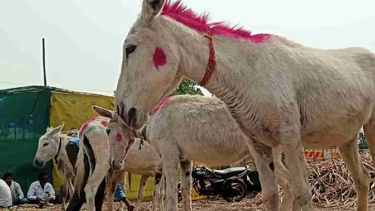 या यात्रेचं वैशिष्ट्ये म्हणजे गाढवांचा बाजार; येथील गाढवांना जास्त मागणी