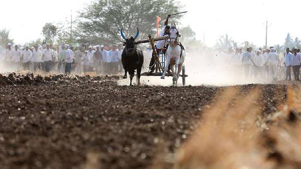 जयंत पाटीलांचा वाढदिवस आणि थरार बैलगाडा शर्यतीचा