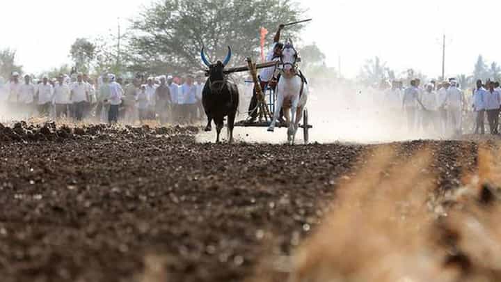 जयंत पाटीलांचा वाढदिवस आणि थरार बैलगाडा शर्यतीचा जयंत पाटीलांचा वाढदिवस आणि थरार बैलगाडा शर्यतीचा