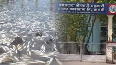 लाखो माशांच्या मृत्यूप्रकरणी प्रदूषण नियंत्रण मंडळाची कारवाई; स्वप्नपूर्ती डिसलरी प्रकल्पावर बंदी