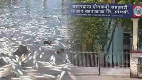 लाखो माशांच्या मृत्यूप्रकरणी प्रदूषण नियंत्रण मंडळाची कारवाई; स्वप्नपूर्ती डिसलरी प्रकल्पावर बंदी
