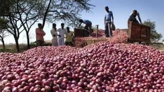 Strawberry : गोंदियाच्या मातीत फुलला स्ट्रॉबेरीचा मळा, लाखो रुपयाचे उत्पादन घेतल्याने परिसरात चर्चा