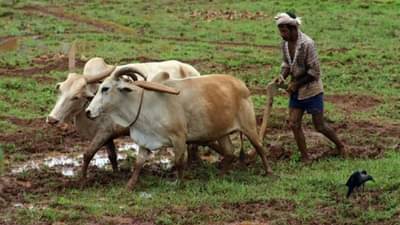 शेतकऱ्यांची चिंता वाढली! पुढील पाच दिवस शेतकऱ्यांसाठी महत्वाचे, शेतकऱ्यांवर कोणतं संकट ?