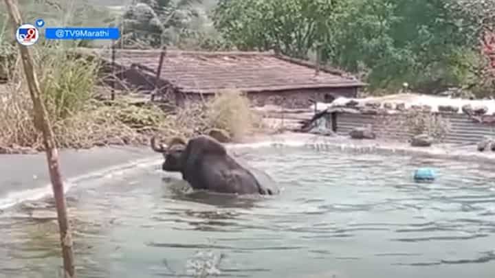 शेततळ्यात गव्यानं घेतला मनसोक्त स्विमींगचा आनंद, बघा रानगव्याची मौज शेततळ्यात गव्यानं घेतला मनसोक्त स्विमींगचा आनंद, बघा रानगव्याची मौज