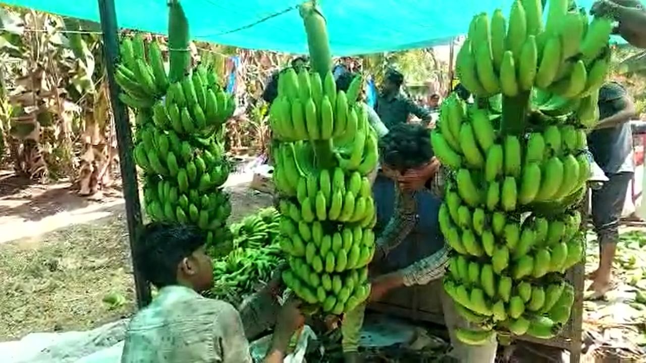 Agriculture News : बाजारपेठेत केळीची मागणी वाढल्यामुळे शेतकरी वर्ग आनंदात, अजून दर वाढण्याचा व्यापाऱ्यांचा अंदाज