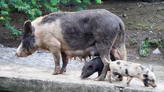 भूमिगत गटर योजनेच्या कामासाठी गेला कामगार; मातीच्या ढिगाराने त्याचे आयुष्यच बुजले