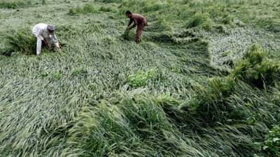 Agriculture News : पीकविमा कंपनीने शेतकऱ्यांना नुकसानभरपाई द्यावी, शेतकऱ्यांची मुख्यमंत्र्याकडे मागणी