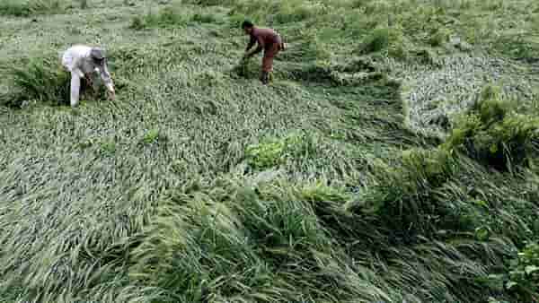 Agriculture News : पीकविमा कंपनीने शेतकऱ्यांना नुकसानभरपाई द्यावी, शेतकऱ्यांची मुख्यमंत्र्याकडे मागणी
