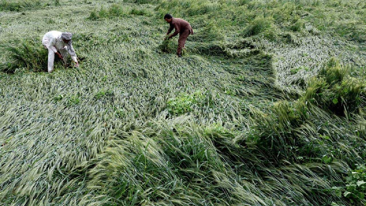 Agriculture News : पीकविमा कंपनीने शेतकऱ्यांना नुकसानभरपाई द्यावी, शेतकऱ्यांची मुख्यमंत्र्याकडे मागणी