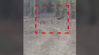 ताडोबा व्याघ्र प्रकल्पात ही कुतुहलाची घटना आली समोर; या रंगाचे 2 बिबट पिल्लू दिसले उड्या मारताना