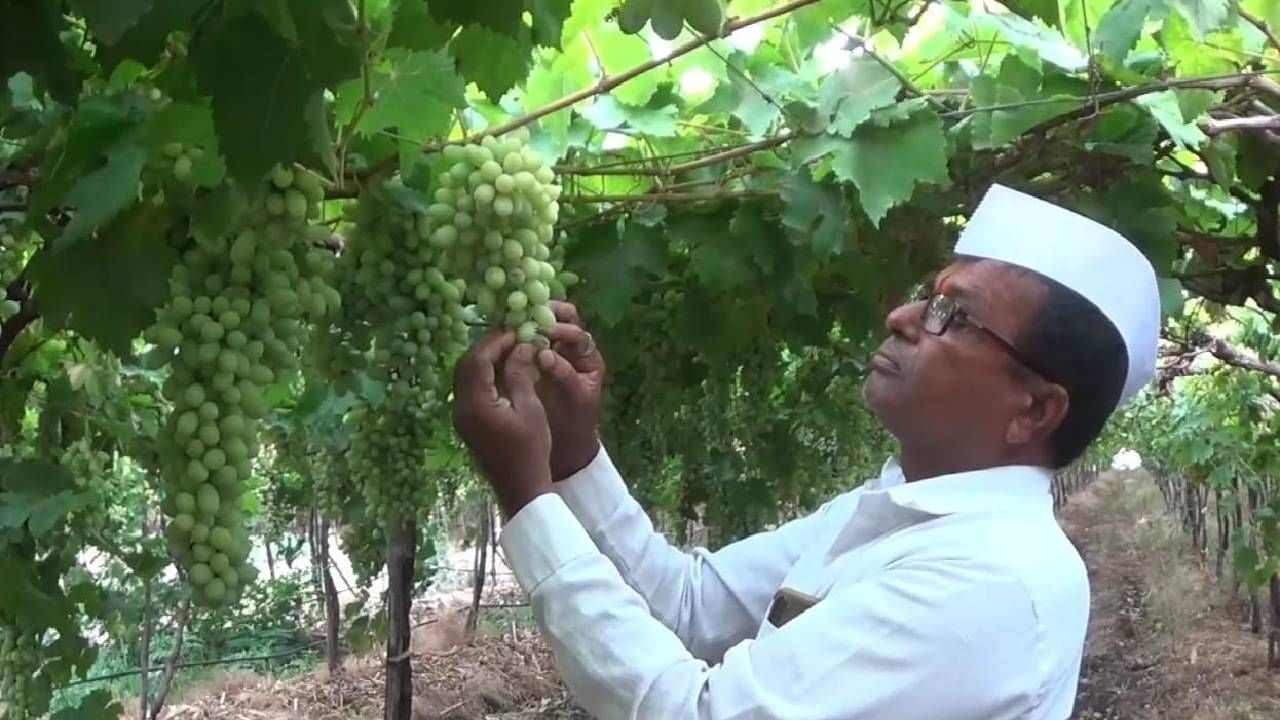 अवकाळी पावसाची शेतकऱ्यांना वेगळीच भीती, व्यापारी संधी साधणार? द्राक्ष