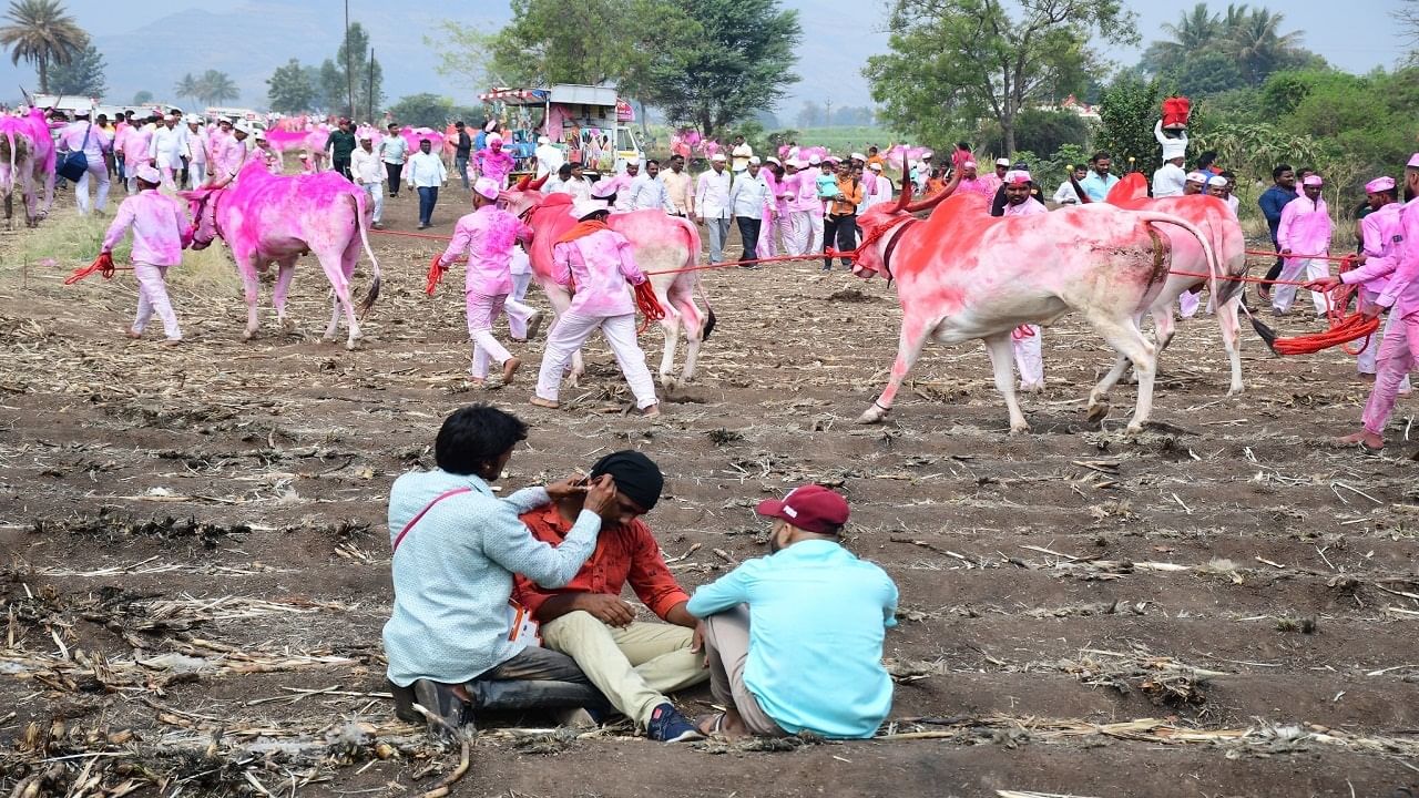 बैलांचा व्यायाम काय असते ?  बावधानच्या बगाडानिमित्त अतिशय उत्तम बैल बावधनमधे सांभाळली जातात. बागडाच्या तयारीसाठी व्यायाम म्ह्णून बैलांकडून शेतीची सर्व कामे करून घेतली जातात. भले मोठे लाकडी ओंढके ओढायला लावले जातात. नांगराला जुंपून जास्तीत जास्त मेहनत त्यांच्या कडून करून घेतली जाते. पळवणे आणि चालवणे हा व्यायाम सर्रास त्यांच्याकडून करून घेतला जातो.